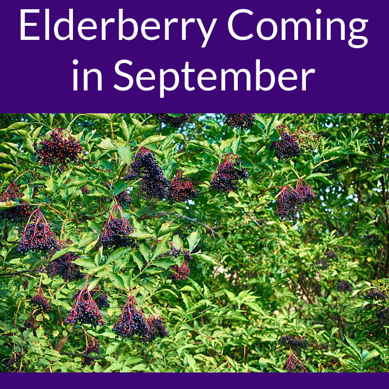 Wild Harvest Elderberry